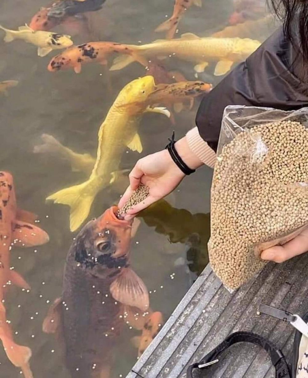 Kata Siapa Mukbang Punya Youtuber Doang